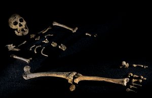 Vier Fuß sieben Zoll großes zusammengesetztes Skelett von Individuen, gefunden in Dmanisi, 2008 (Foto) von Kenneth Garrett