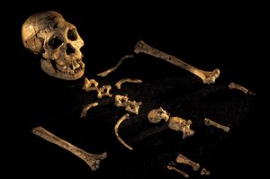 Vier Fuß sieben Zoll großes zusammengesetztes Skelett von Individuen, die in Dmanisi gefunden wurden, 2008 (Foto) von Kenneth Garrett
