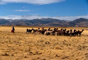 Lama-Salzkarawane, Reiche der Sonne; Bolivien; einheimische Völker; Anden; Tiwanaku