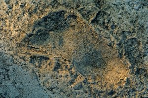 Menschenähnliche Füße, Laetoli-Spuren, DOH; Die ersten Schritte, 3,6 Millionen Jahre alt, Fußabdruck von Kenneth Garrett