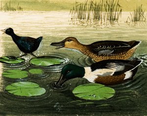 Enten und Drakes