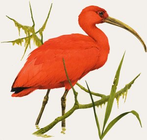I für Ibis
