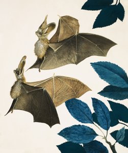 Die Langohrenfledermaus