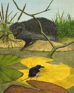 Wasserspitzmaus und Igel