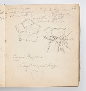 Skizzenbuchseite: Süßbriar von Kenyon Cox
