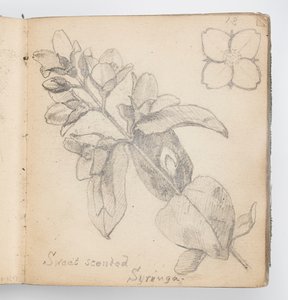 Skizzenbuchseite: Wohlriechender Syringa von Kenyon Cox
