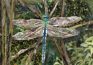 Türkise Libelle