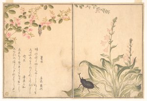 Beutelwurm (Minomushi); Gehörnter Skarabäuskäfer (Kabutomushi), aus dem Bilderbuch der kriechenden Kreaturen (Ehon mushi erami) von Kitagawa Utamaro