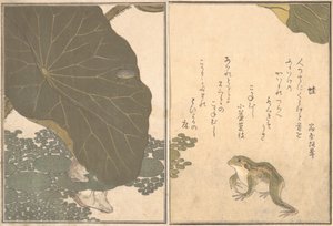 Frosch Kaeru, Goldkäfer Kogane mushi von Kitagawa Utamaro