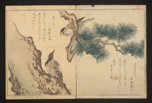 Kernbeißer und Specht von Kitagawa Utamaro