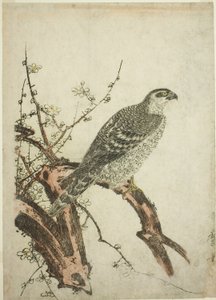 Falke auf einem Pflaumenzweig von Kitagawa Utamaro