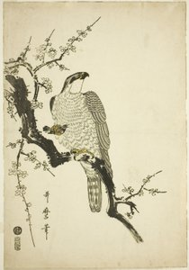 Falke auf einem Pflaumenzweig von Kitagawa Utamaro