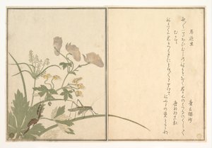 Heuschrecke (Umaoi-mushi); Tausendfüßler (Mukade), aus dem Bilderbuch der kriechenden Kreaturen (Ehon mushi erami) von Kitagawa Utamaro
