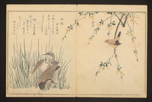 Stockente und Eisvogel von Kitagawa Utamaro