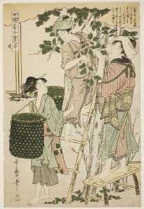 Nr. 2 (ni), aus der Serie "Frauen in der Seidenraupenzuchtindustrie beschäftigt" von Kitagawa Utamaro