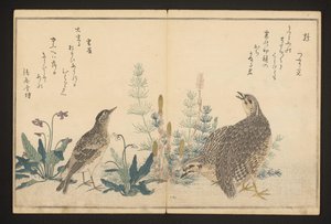 Wachtel und Feldlerche von Kitagawa Utamaro