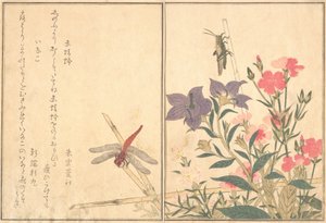 Rote Libelle Akatonbo, Heuschrecke Inago..., 1788 von Kitagawa Utamaro
