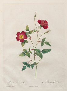 Rosa Indica Stelligera von Kitagawa Utamaro
