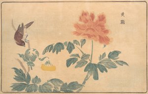 Chinesische Pirol und Pfingstrosen, 1789