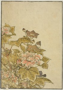 Herbstblumen: Pfingstrosen und Glockenblumen, aus dem Buch "Spiegel der schönen Frauen der Vergnügungsviertel (Seiro bijin awase sugata kagami)," Bd. 2 von Kitao Shigemasa
