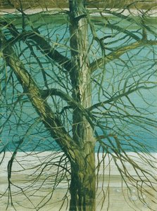 Baumstudie an der Donau von Klemens Brosch