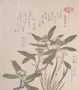 Daphne odora und Mojisuri-so, 19. Jahrhundert
