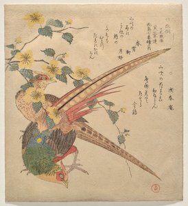 Paar chinesische Fasanen und ein Zweig Yamabuki-Blumen