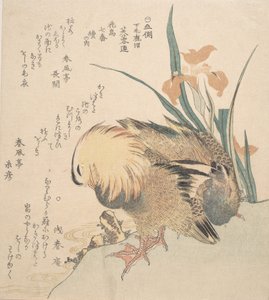 Paar Mandarinenten und Schwertlilien von Kubo Shunman