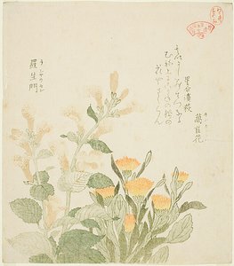Die Gemeine Ringelblume und Die Rajoman-Blumen von Kubo Shunman
