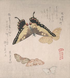 Verschiedene Motten und Schmetterlinge von Kubo Shunman