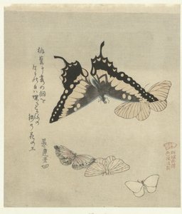 Fünf Schmetterlinge von Kubota Shunman