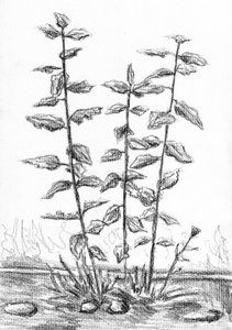 Botanische Stängelzeichnung