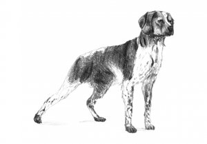 Klassischer Jagdhund