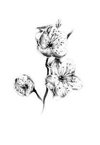 Zarte Kirschblüten