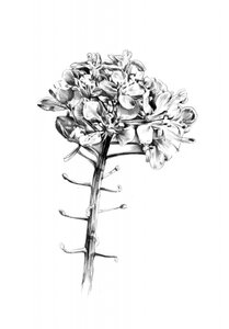 Zarte Blumenskizze