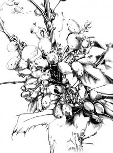 Detaillierte Winterbeeren
