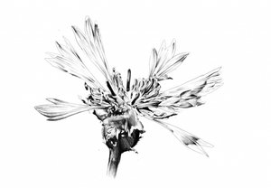 Elegante Blumenskizze