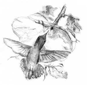Anmutiger Kolibri Flug