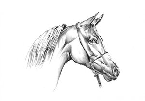 Majestätisches arabisches Pferd