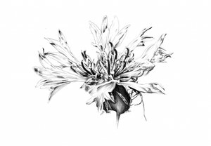 Monochrome Kornblumenstudie