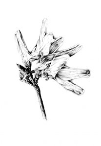 Monochrome Blumen-Skizze