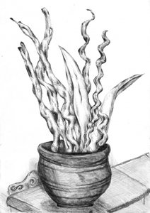 Topfpflanze Stillleben