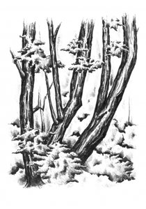 Verschneite Winterwälder