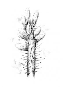 Stachelige botanische Zeichnung