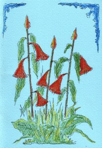Lebendige Rote Glockenblumen