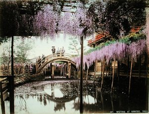 Blauregen in Kameido, Tokio