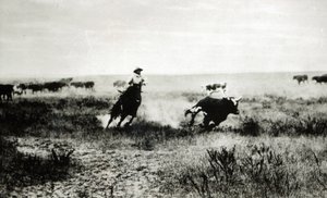 Cowboy auf Pferd, der ein Kalb einfängt