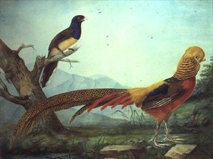 Ein Goldfasan und ein Trogon