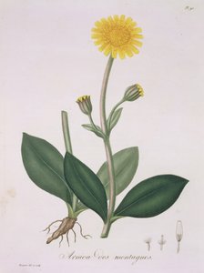Arnica Montana aus 