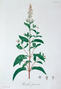 Mentha Piperita Pfefferminze, 1821 von LFJ Hoquart